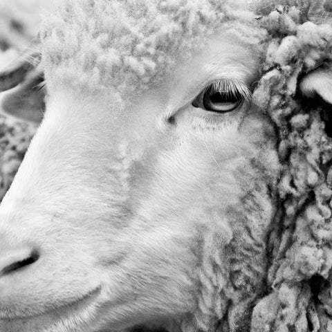 Collection laine mérinos